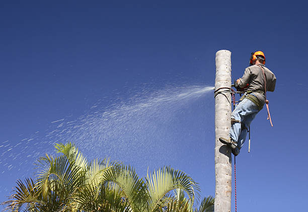 Reliable The Village, OK Tree Services Solutions